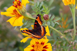 199+ Marigold, FRENCH DWARF  &quot;NAUGHTY MARIETTA&quot;  Seeds 16 Inches NON-GMO - $5.70