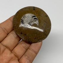52.9g, 2.2&quot;x2.1&quot;x0.5&quot;, Goniatite (Button) Ammonite Polished Fossils, B30070 - £5.43 GBP