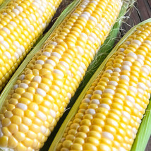 FRESH Ambrosia F1 Hybrid Corn Seeds Bicolor Sweet - £9.42 GBP