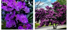 Flowers Crape Dark Purple Crepe Myrtle Bush Tree Starter Plant 6&quot; Rooted Cutting - £35.16 GBP