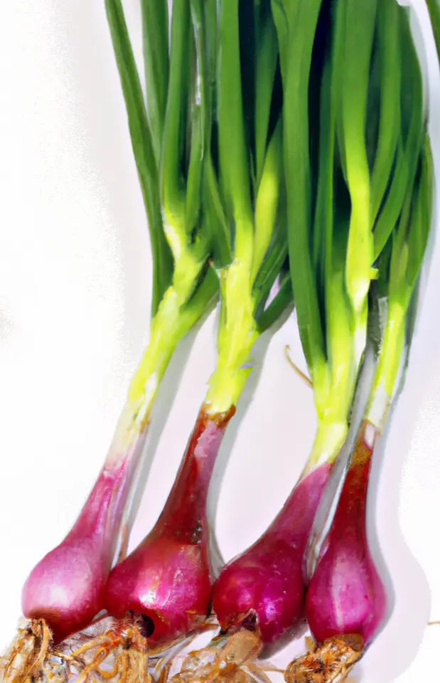 Red Bunching Onion 600 Seeds From Us - £7.83 GBP