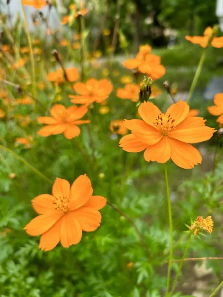 Orange Cosmos Sulphureus, 50 Seeds Fresh Garden - £7.02 GBP