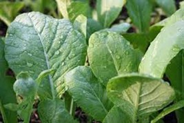 Mustard Greens Seed, Tendergreen, Heirloom, Organic, Non Gmo, 1000 Seeds, Green - £8.37 GBP