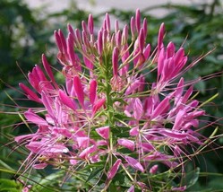 Guashi Store 100 Seeds Rocky Mountain Bee Plant Cleome Serrulata Flower - £7.84 GBP