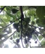 4 Desert King Fig Cuttings Propagation - $14.85