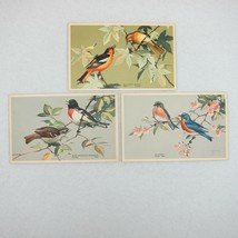 Vintage 1939 National Wildlife Bird Postcards Lot 3 Oriole, Grosbeak &amp; Bluebird - $21.99