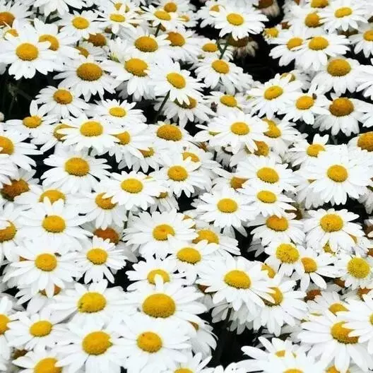 SKMO Shasta Daisy Chrysanthemum 200 Seeds Bulk Indoor Gardening Seed Catalog - £7.25 GBP