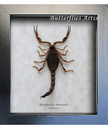 Real Golden Chinese Scorpion Mesobuthus Martensii Entomology Collectible... - $61.53 CAD