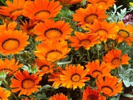 Gazania Seeds Bronze Seeds Flower Seeds 50 Seeds Fresh Garden USA SELLER - $21.75