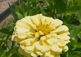 LWSTORE 250 Zinniaisabellina&quot; Flower Seeds Zinnia Elegans USPS Shipping - £6.44 GBP