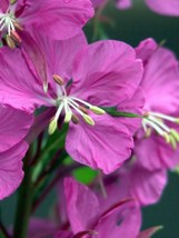 Guashi Store 300 Seeds Fireweed Rosebay (Great Willowherb) Epilobium Angustifoli - $10.00