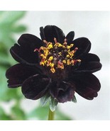 COSMOS BLACK MAGIC CHOCOLATE, 4 SEEDS R - £14.45 GBP