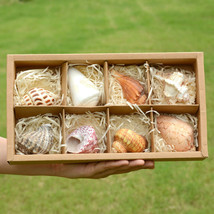 8pcs Hermit Crab Kit Natural Conch Shell Cat&#39;s Eye Turban Gift Box - £27.12 GBP