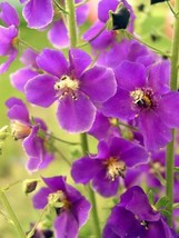 50 Violetta Verbascum Phoeniceum Purple Mullein Nectar Flower Seeds USA Fast Shi - £14.48 GBP