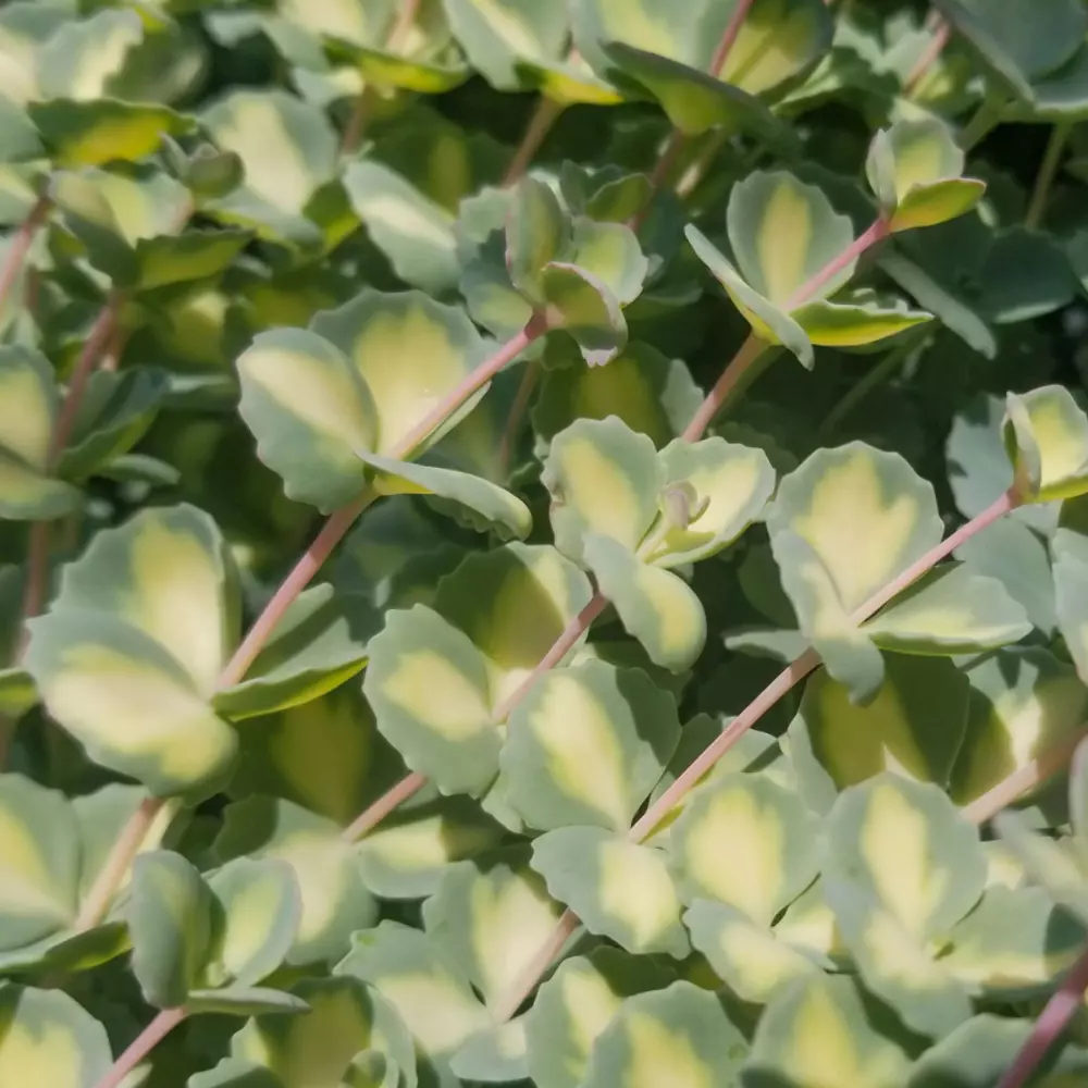 Sedum Sieboldii Mediovariegatum Plant Plug Sedum (sieboldii &#39;Mediovarieg... - $19.15