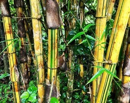 10 Green Stripe Bamboo Seeds Phyllostachys Viridis New Fresh Garden - $12.30