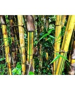 10 Green Stripe Bamboo Seeds Phyllostachys Viridis New Fresh Garden - $12.30
