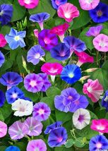 10 Seeds Mixed Color Morning Glory Flower - $9.55