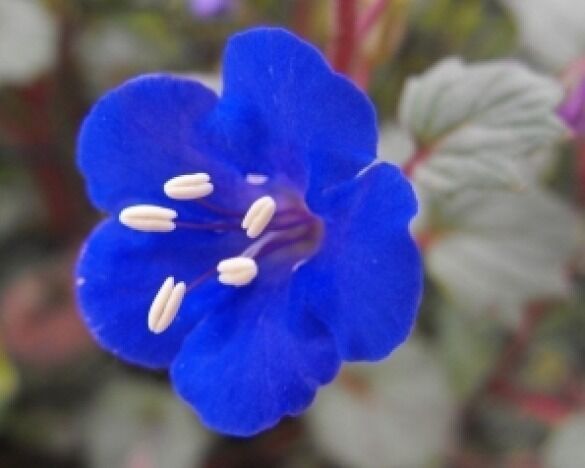 SEPTH CALIFORNIA BLUEBELL FLOWER SEEDS 50 FRESH SEEDS BLUE BELL - $2.38