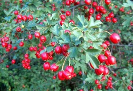 Wild Hawthorn {Crataegus Monogyna} Organic10 Seeds  From US  - $8.35