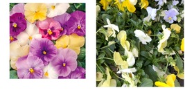 300+ Seeds! Pansy Mix PASTELS Viola Containers Cool Weather Edible Seeds  - £21.08 GBP
