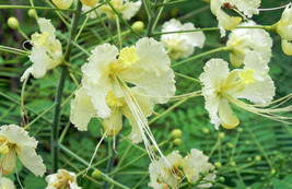 Best Caesalpinia Pulcherrima &#39;Alba&#39; | White Mexican Bird Of Paradise | 5 Seeds - $23.48