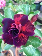 BRN 4 Dark Purple Pin Desert Rose Seeds Adenium Obesum Flower Perennial ... - $368.28 MXN