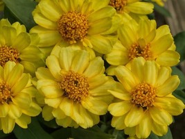 Zinnia Seeds 50 Zinnia Profusion Double Yellow Seeds   - £18.38 GBP