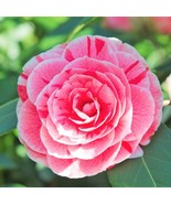 1 Dads Pink Camellia Japonica Starter Plant 4L 1 Live Plant Plant Garden - $47.84 CAD
