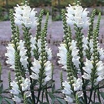 VP 50 White Obedient Plant Physostegia Angustifolia False Dragon Flower 50 Seeds - £5.12 GBP