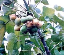 5 seeds Bio-Diesel  Physic Nut Barbados Purging Jatropha Curcas Tree - $8.58