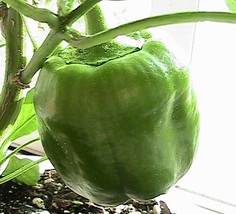 Bull Nose Bell Pepper 10 Seeds Gardening Fresh USA Seller - $7.38