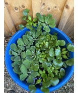 (8) Mix Water Hyacinth &amp; Lettuce Koi Pond Floating Plants Rid Algae LARG... - €38,89 EUR