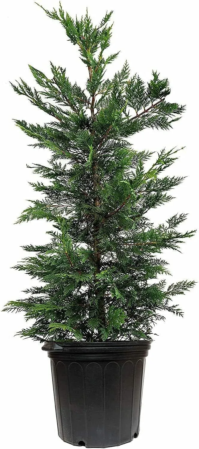 Murray Cypress Tree Large 3 Gallon Plant Cupressus x Leylandii - £85.59 GBP