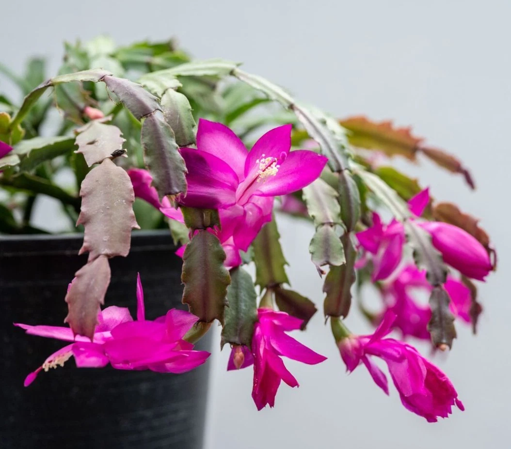 Purple Christmas Cactus Plants Live in 3 Inch Pot - 5-6in Tall - Holiday... - $32.99