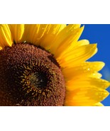 Skyscraper Sunflower Seeds - Grow Huge Sunflowers At Home - Heirloom See... - £7.92 GBP
