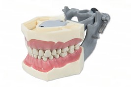 Dental Typodont Model AG3 FG3 Ivorine Teeth Frasaco AG3 Type - £31.28 GBP
