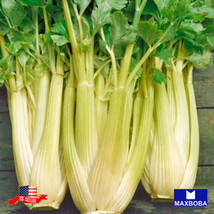 2500 Celery Seeds Giant Golden Pascal Heirloom Vegetable Gardening Fresh USA SEL - $15.00