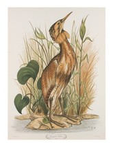 &quot;Spangled Bittern&quot; by Jerome Trolliet Lithograph on Paper Penn Prints 19... - £147.12 GBP