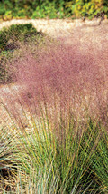 Pink Flamingo Muhly Grass Ground Cover Muhlenbergia Capillaris 200 Seeds - £4.69 GBP