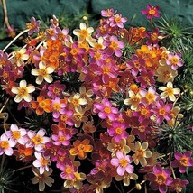 Leptosiphon French Mix False Baby Stars 100 Flower Seeds Fresh Seeds USA - £9.19 GBP