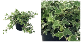 Hedera Glacier English Ivy - 4&quot; Pot - Easy to Grow Indoors Live Plant - C2  - £39.37 GBP