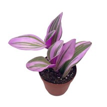 Pink Tradescantia Nanouk, Variegated Wandering Jew, Rare 2 inch - £9.71 GBP