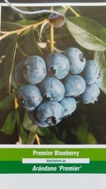 Premier Bluberry 1-3 Ft Tree Plant Sweet Juicy Blueberries Fruit Trees Plants - £27.06 GBP