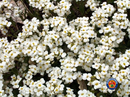 USA SELLER 1000 White Alpine Rockcress Flower Seeds Rock Cress Arabis Alpina Fas - $16.27