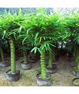 US Seller 50 Seeds Of Buddha Belly Bamboo - $39.49