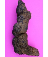 Giant Lizard Poop 5 Million Years Old Coprolite Genuine Fossil Dino Girl... - $47.85 CAD