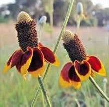 Yuga89 Store Mexican Hat Flower 100 Fresh Seeds - $4.98