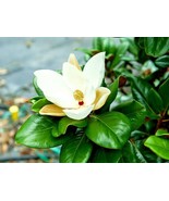12 Teddy Bear Southern Magnolia Seeds Magnolia Grandiflora Southern Char... - $20.24 CAD