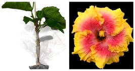 Hibiscus Cajun Color Bienvenue Starter Plant Garden - $54.99